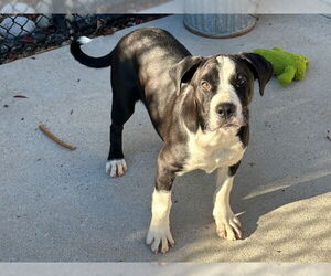 American Bulldog-Unknown Mix Dogs for adoption in Santa Cruz, CA, USA