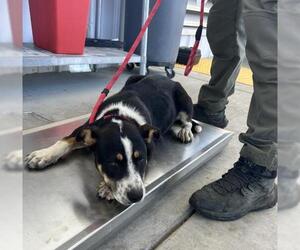 Mutt Dogs for adoption in Bakersfield, CA, USA