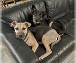 Small #5 Labrador Retriever Mix