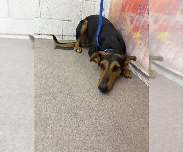 Medium Photo #1 Doberman Pinscher-Unknown Mix Puppy For Sale in San Bernardino, CA, USA