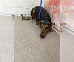 Small Doberman Pinscher Mix