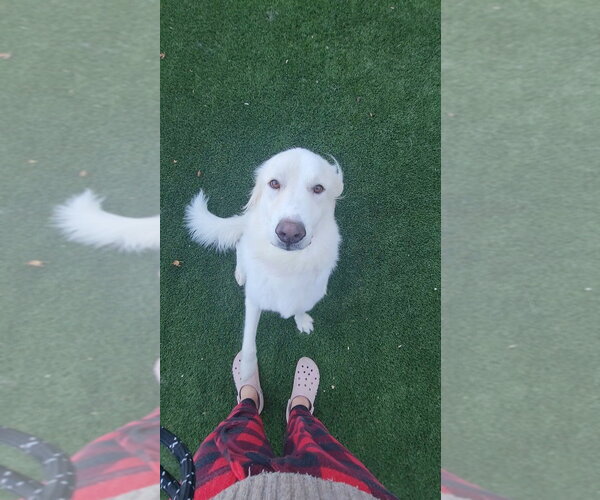 Medium Photo #2 Great Pyrenees-Unknown Mix Puppy For Sale in Salt Lake City, UT, USA