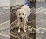 Small #7 Great Pyrenees