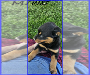 Rottweiler Puppy for sale in WAVELAND, IN, USA