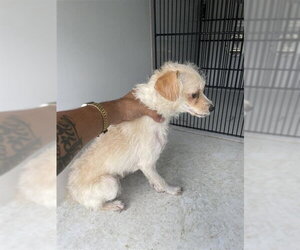 Border Terrier Dogs for adoption in Houston, TX, USA