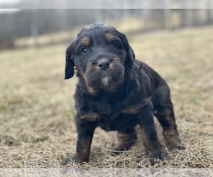 Australian Shepherd-Goldendoodle Mix Puppy for sale in WESTMINSTER, MD, USA