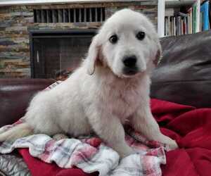 English Cream Golden Retriever Puppy for sale in SPOKANE, WA, USA