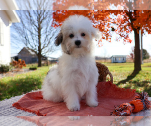 Coton de Tulear Puppy for sale in SYRACUSE, IN, USA
