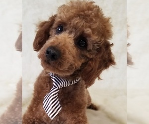 Goldendoodle (Miniature) Puppy for sale in BULLARD, TX, USA