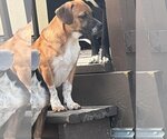 Small #1 Beagle-Mountain Cur Mix