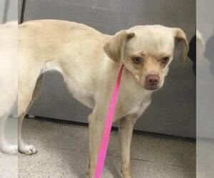 Chihuahua Dogs for adoption in Riverside, CA, USA