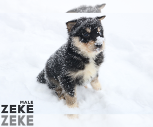 Australian Shepherd-Siberian Husky Mix Puppy for sale in LOUISVILLE, KY, USA