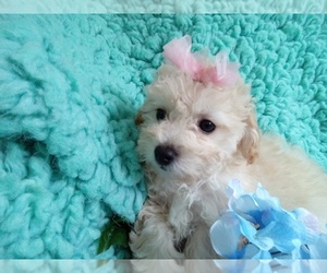 Poodle (Toy)-Zuchon Mix Puppy for Sale in LAUREL, Mississippi USA