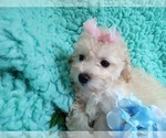 Small Poodle (Toy)-Zuchon Mix