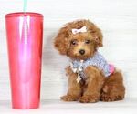 Small Photo #16 Poodle (Miniature) Puppy For Sale in LAS VEGAS, NV, USA