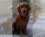 Small Photo #1 Golden Retriever Puppy For Sale in SANTA CLARITA, CA, USA