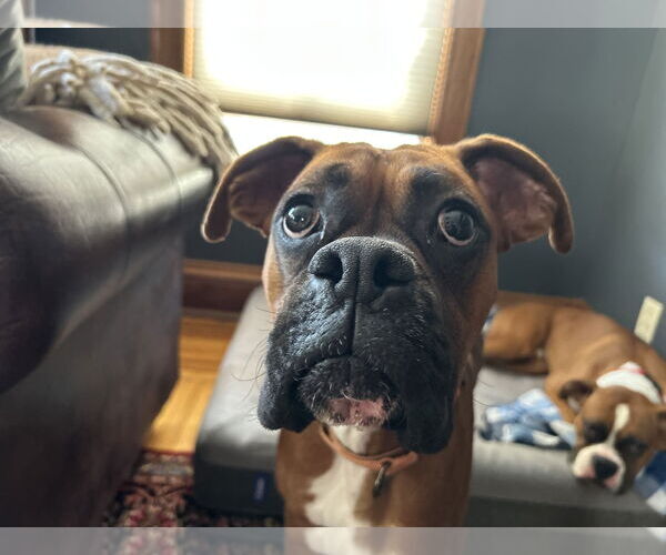 Medium Photo #2 Boxer Puppy For Sale in Woodbury, MN, USA