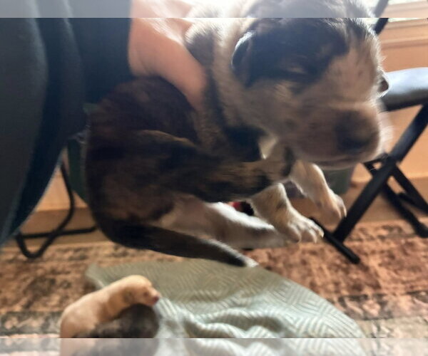 Medium Photo #5 Australian Shepherd-Plott Hound Mix Puppy For Sale in Mount Airy, NC, USA