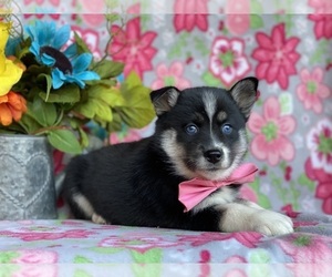 Pomsky Puppy for sale in LANCASTER, PA, USA