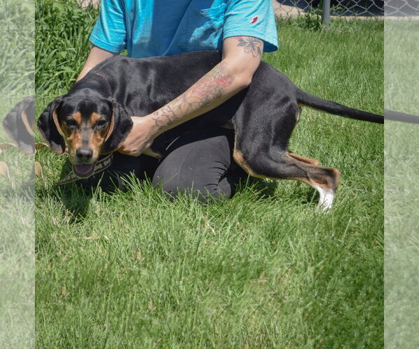 Medium Photo #4 Treeing Walker Coonhound Puppy For Sale in Huntley, IL, USA