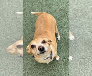 Chihuahua Dogs for adoption in Tempe , AZ, USA