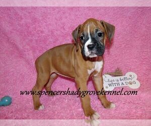 Boxer Puppy for sale in CABOOL, MO, USA