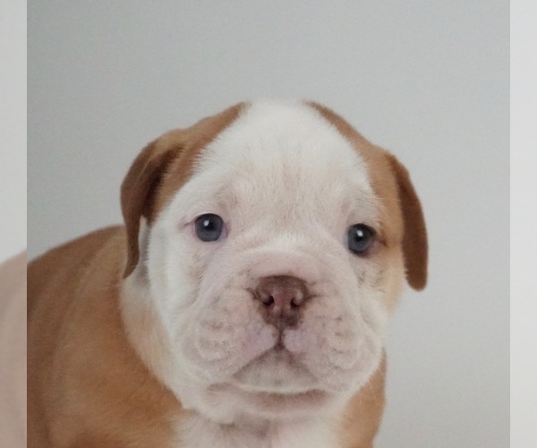 Medium Photo #4 Bulldog Puppy For Sale in NAPPANEE, IN, USA