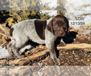 German Shorthaired Pointer Puppy for sale in WOODLAND PARK, CO, USA