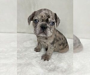 French Bulldog Puppy for sale in CHARLESTON, SC, USA