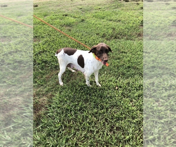 Medium Photo #1 German Shorthaired Pointer Puppy For Sale in DUNN, NC, USA