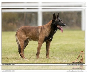 Father of the Belgian Malinois puppies born on 11/18/2023