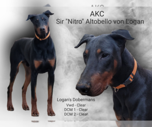 Father of the Doberman Pinscher puppies born on 05/27/2022