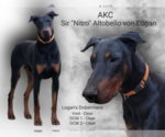 Small Photo #1 Doberman Pinscher Puppy For Sale in MOUNT STERLING, KY, USA