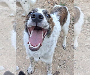 Chandler Friends - Male Great Pyrenees-Unknown Mix Dog for Adoption - Photo #3