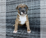 Puppy Taz American Bully