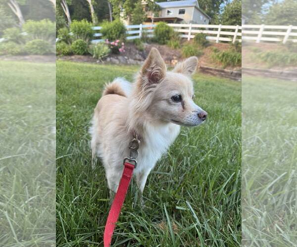 Medium Photo #3 Pomeranian-Unknown Mix Puppy For Sale in Spring Lake, NC, USA