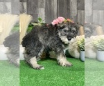 Small #4 Schnauzer (Miniature)