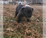 Small Photo #18 French Bulldog Puppy For Sale in N CHESTERFLD, VA, USA