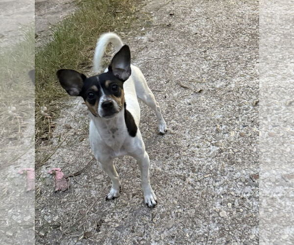 Medium Photo #2 Rat Terrier-Unknown Mix Puppy For Sale in Oakhurst, NJ, USA
