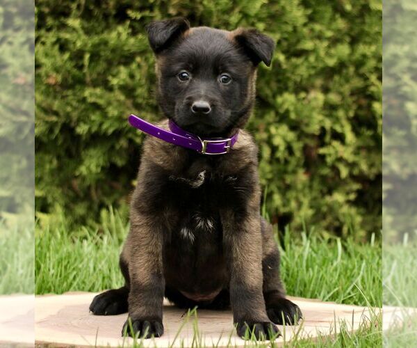 Medium Photo #3 Belgian Malinois Puppy For Sale in RONKS, PA, USA
