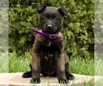 Small #2 Belgian Malinois