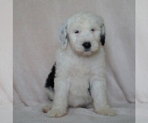 Old English Sheepdog-Poodle (Miniature) Mix Puppy for sale in FREDERICKSBG, OH, USA