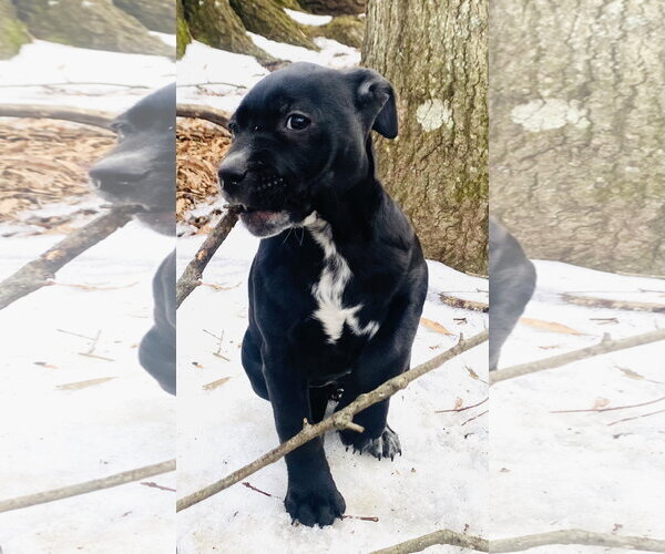 Medium Photo #14 Mutt Puppy For Sale in Holly Springs, NC, USA