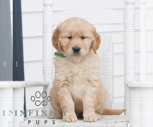 Golden Retriever Puppy for sale in COATESVILLE, PA, USA