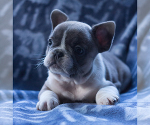 French Bulldog Puppy for sale in BAY VIEW, WI, USA