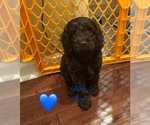 Puppy Puppy 2 Cockapoo