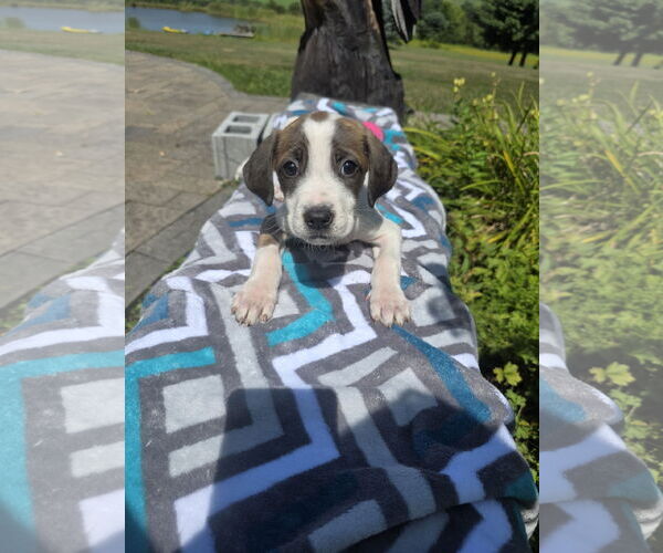 Medium Photo #2 Labrador Retriever-Unknown Mix Puppy For Sale in SHERBURNE, NY, USA