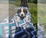 Small #1 Labrador Retriever Mix