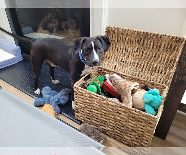 Medium Photo #9 Beagle-Unknown Mix Puppy For Sale in Holly Springs, NC, USA