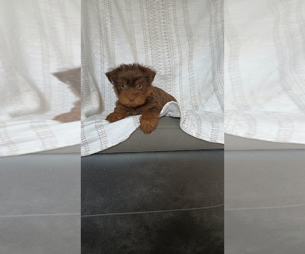 Medium Photo #2 Yorkshire Terrier Puppy For Sale in BENSON, NC, USA